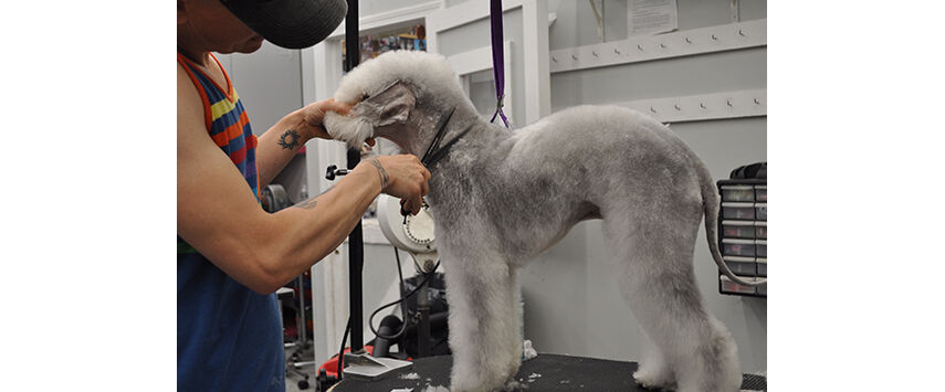 How to Groom a Bedlington Terrier